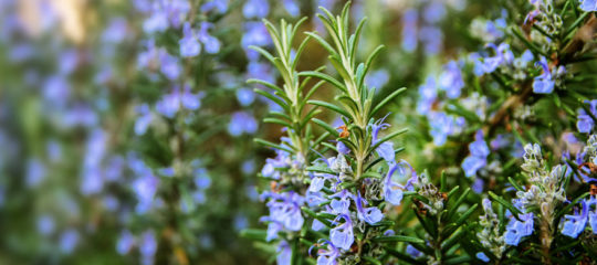 plantes aromatiques